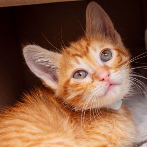 Vitamin B12, Baby Male Domestic Short Hair