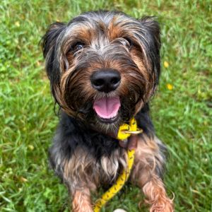 Benjamin, Adult Male Yorkshire Terrier