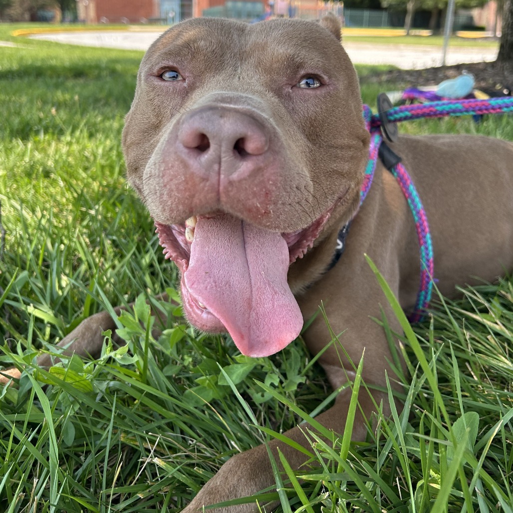 Zaza