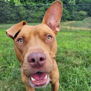 Trooper, Adult Male Pit Bull Terrier