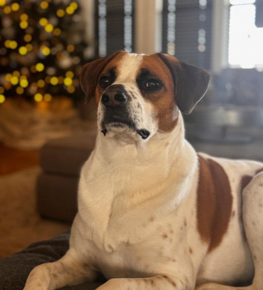Olive (Molly Mae) - Courtesy Post