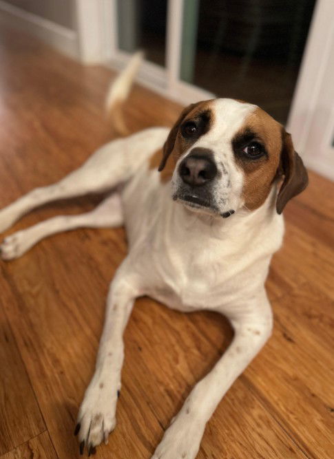 Olive (Molly Mae) - Courtesy Post