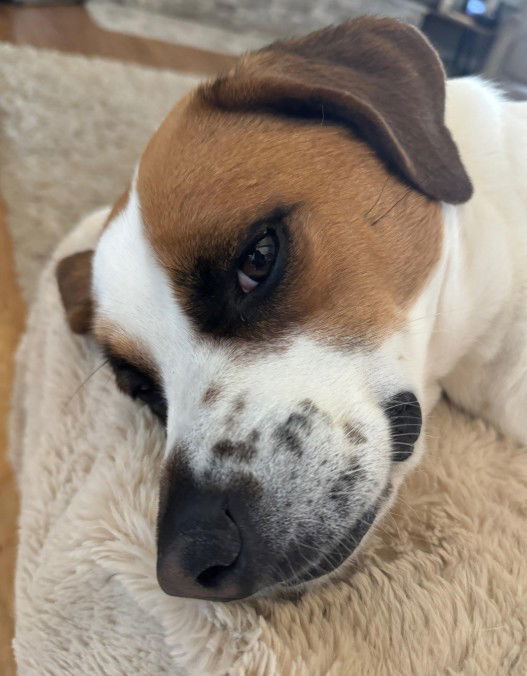 Olive (Molly Mae) - Courtesy Post