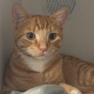 Tails FKA Nuk Nuk, Young Male Domestic Short Hair