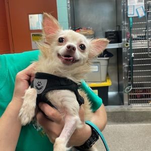 Sky, Adult Male Mixed Breed