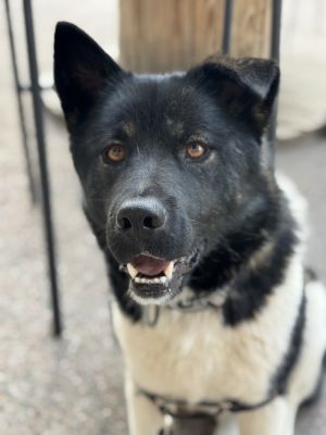 Talia, Adult Female Akita