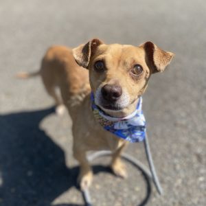 Henry, Adult Male Chihuahua