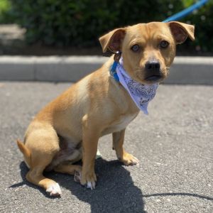 Vito, Adult Male Chihuahua