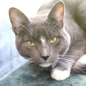 Blippy, Adult Male Domestic Short Hair