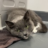 Misha, Senior Female Domestic Short Hair
