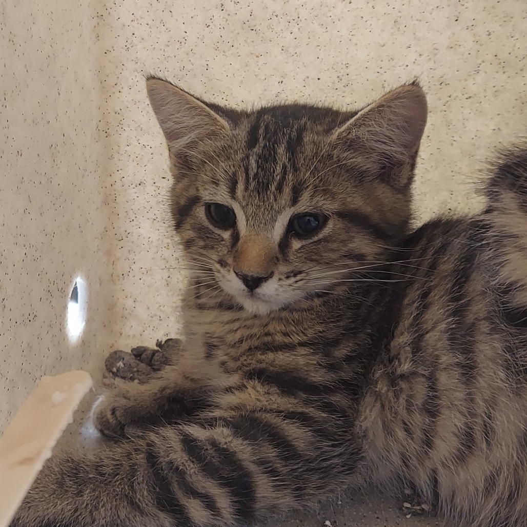Hyde, an adoptable Domestic Medium Hair in Reno, NV, 89502 | Photo Image 1