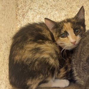 Eleanor, Baby Female Domestic Short Hair