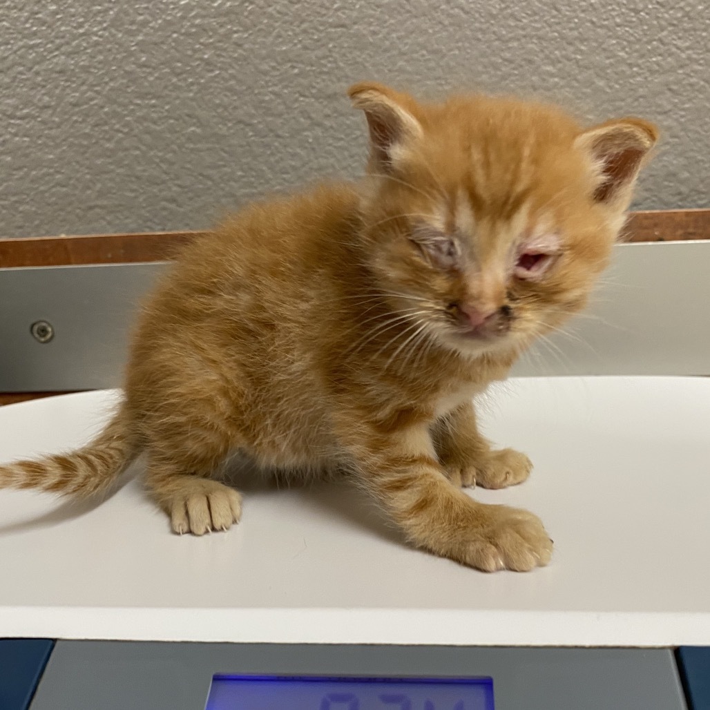 Digit, an adoptable Domestic Medium Hair in Reno, NV, 89502 | Photo Image 1