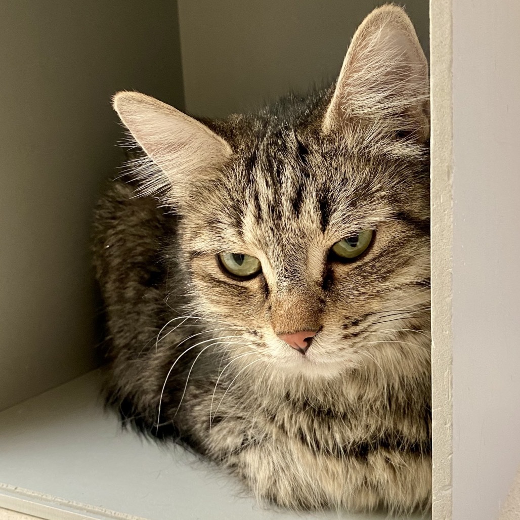 Daiquiri, an adoptable Domestic Medium Hair in Reno, NV, 89502 | Photo Image 1