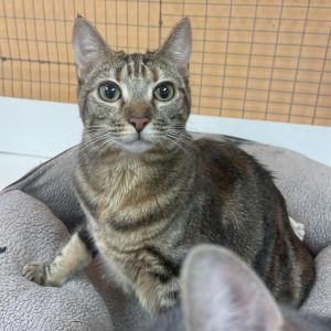 Nox, Adult Female unknown