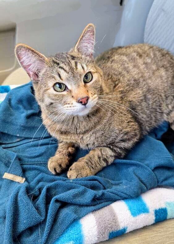 Asher, an adoptable Domestic Short Hair in Evergreen, CO, 80439 | Photo Image 2
