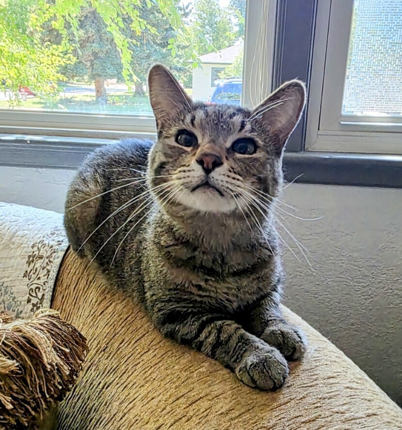 Asher, an adoptable Domestic Short Hair in Evergreen, CO, 80439 | Photo Image 4