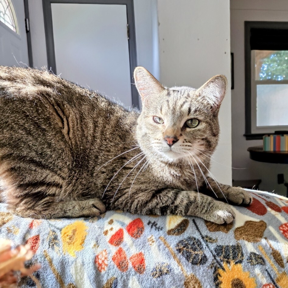 Asher, an adoptable Domestic Short Hair in Evergreen, CO, 80439 | Photo Image 6