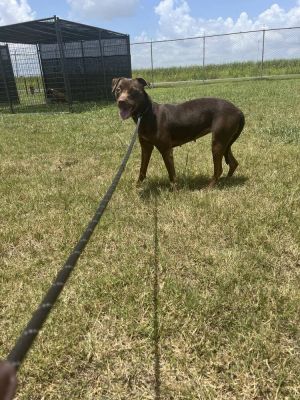 Adrian, Adult Female Mixed Breed