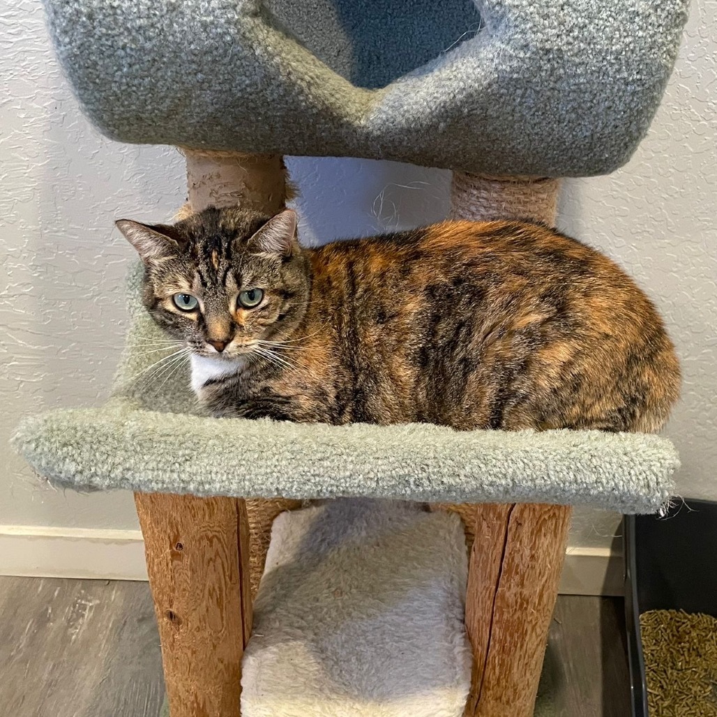 Cali, an adoptable Domestic Short Hair in Talent, OR, 97540 | Photo Image 1