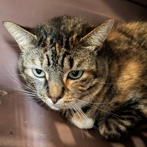 Cali, Adult Female Domestic Short Hair