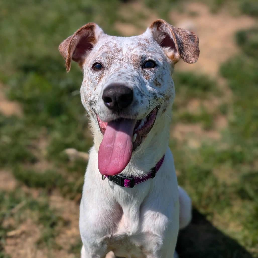 Perdita