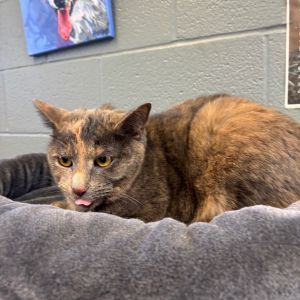 Theresa, Adult Female unknown