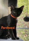 Parcheesi photo 2