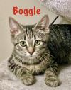 Boggle photo 2