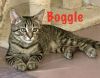 Boggle photo 6