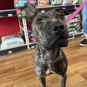 Rosie, Young Female Pit Bull Terrier