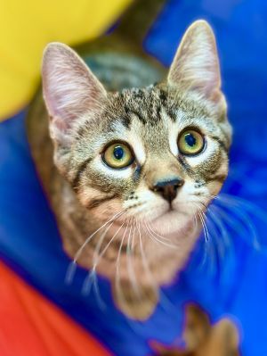James, Young Male Domestic Short Hair