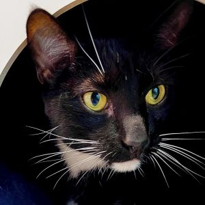Oslo, Senior Male Domestic Short Hair