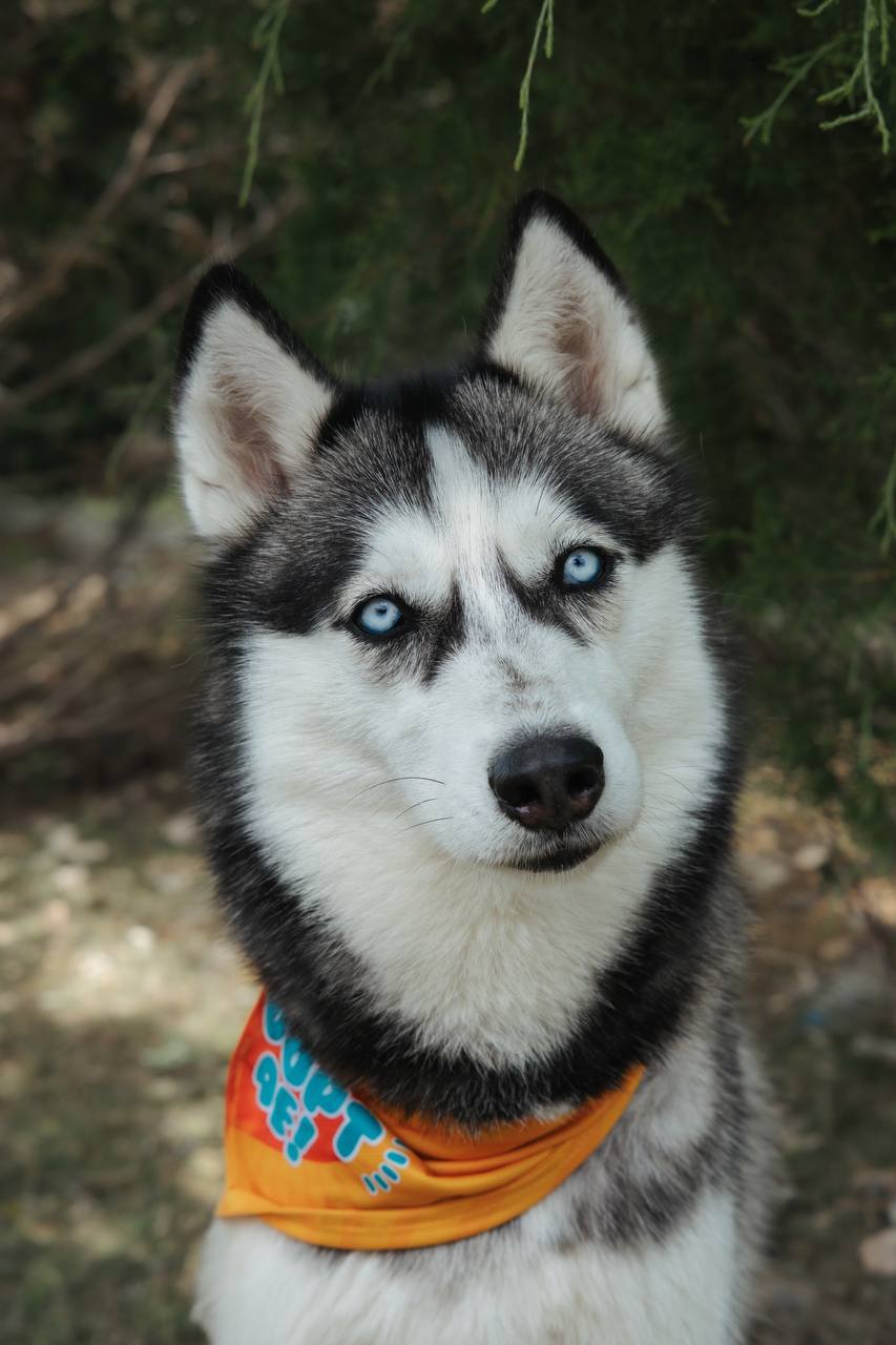 Skylar