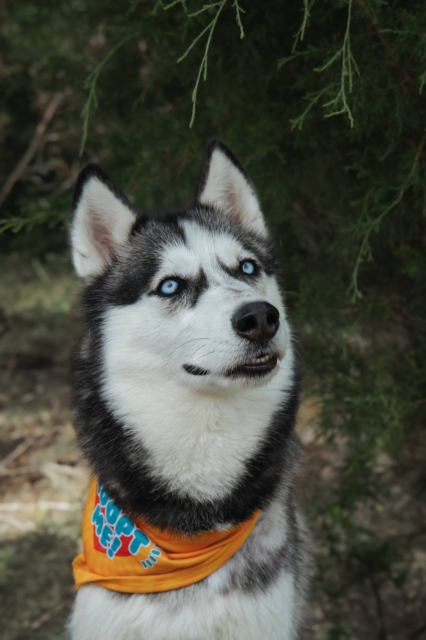 Skylar