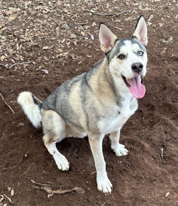 Remy *Foster Needed*