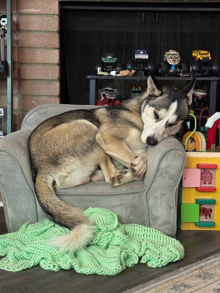 Remy *Foster Needed*