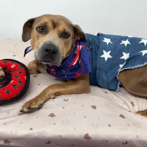 Juju, Adult Female Pit Bull Terrier