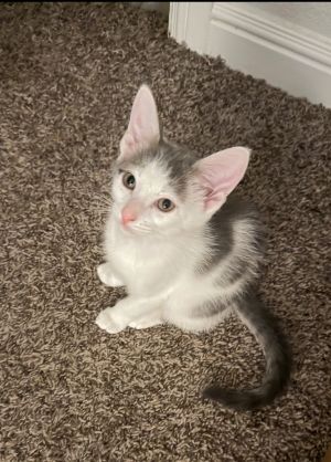 Bartholomew, Baby Male unknown