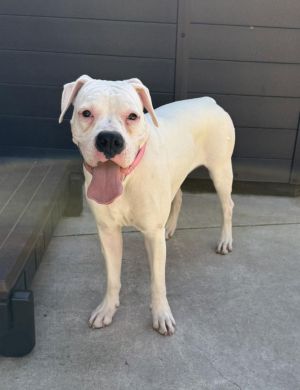 Ellie Boxer Dog