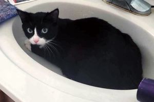 Mama Emmi, Young Female Domestic Short Hair
