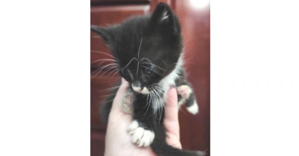 Amelia thumbnail 1