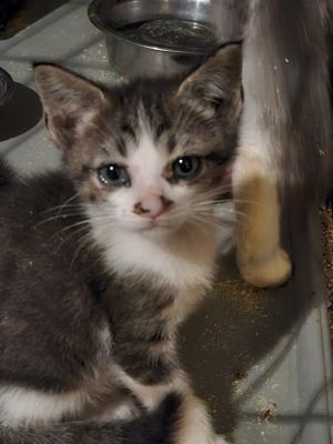 CC Deville, Baby Male Domestic Short Hair