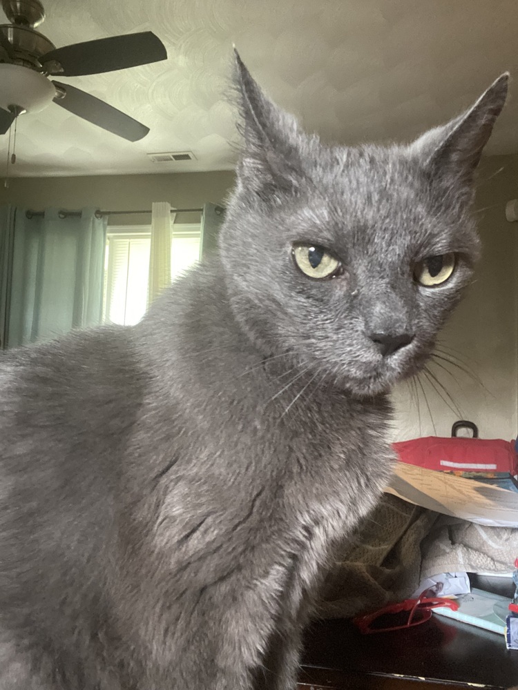 Isabella
