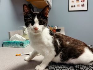 Zaffy, Young Female Domestic Short Hair