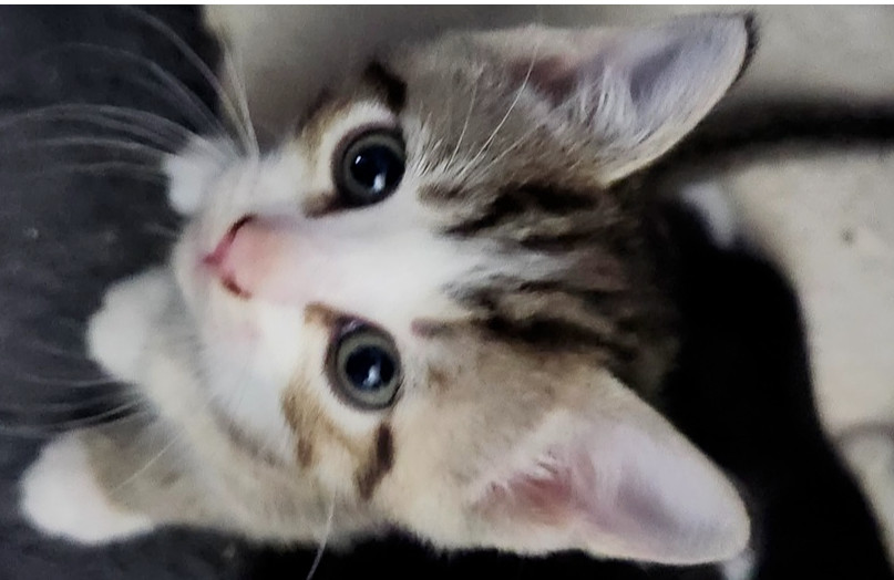 Zelda