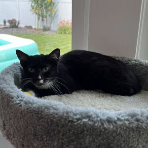 Tipsy, Baby Female Domestic Short Hair