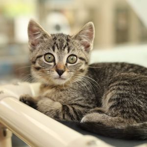 Meowly, Baby Female Domestic Short Hair