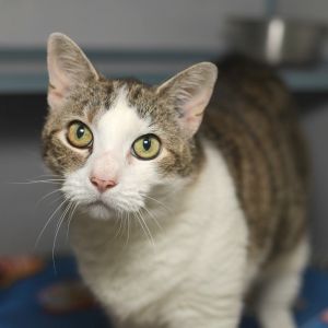 Oliver, Senior Male Domestic Short Hair