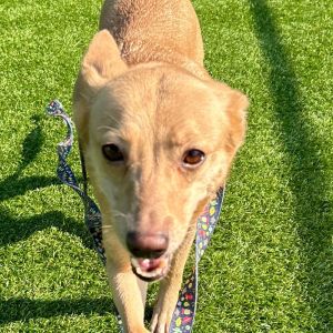 Lavender, Adult Female Terrier